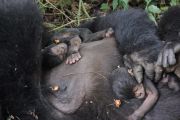 RDC : le parc des Virunga enregistre une 16ème naissance de bébé gorille en 2020