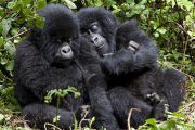 RDC: l'abattage d'espèces protégées autorisé moyennant finances, la polémique monte