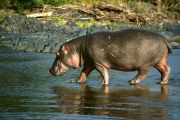 La RDC sollicite l’aide de la communauté internationale pour la protection de sa faune