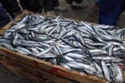 RDC : Tshisekedi invite le gouvernement à finaliser l’acquisition d’une flotte de bateaux de pêche industrielle