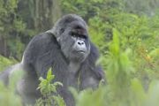Un nouveau recensement des gorilles de montagne dans le Massif des Virunga