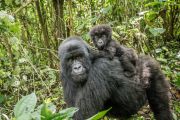 Tourisme : augmentation des gorilles de montagne entre la RDC et l’Ouganda, 1063 individus recensés