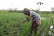 Près de 120 millions USD affectés au secteur de l’agriculture en RDC
