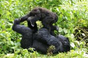 Le parc de Virunga sujette à la destruction de sa faune