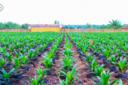 PHC annonce la construction de sa raffinerie d’huile de palme en RDC