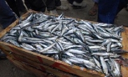 RDC : Tshisekedi invite le gouvernement à finaliser l’acquisition d’une flotte de bateaux de pêche industrielle