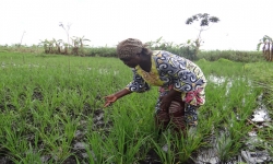 Kinshasa renforce la protection de ses terres agricoles : l’Assemblée provinciale adopte un édit contre l’urbanisation anarchique