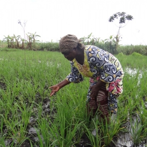Kinshasa renforce la protection de ses terres agricoles : l’Assemblée provinciale adopte un édit contre l’urbanisation anarchique