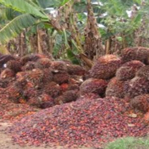 Essor et dynamique des exportations agricoles congolaises sur le marché mondial