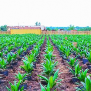 PHC annonce la construction de sa raffinerie d’huile de palme en RDC