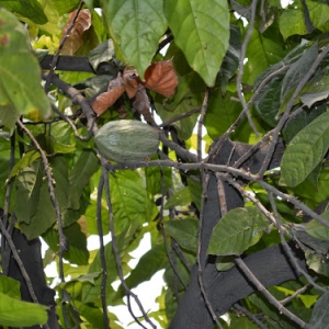 Crise du cacao en RDC : le gouvernement adopte un vaste plan d’action interministériel pour sauver la filière