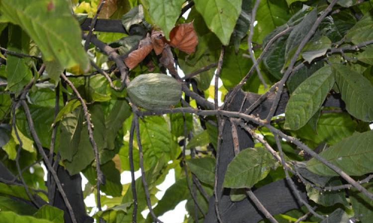 Crise du cacao en RDC : le gouvernement adopte un vaste plan d’action interministériel pour sauver la filière