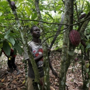 Le café et le cacao du Nord-Kivu sur le point de perdre le marché européen (Congo Agri)