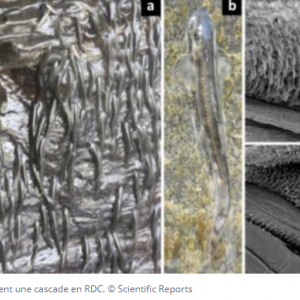 En RDC, des milliers de poissons minuscules escaladent une cascade de 15 mètres